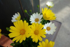 オステオスペルマム　‘キララ’