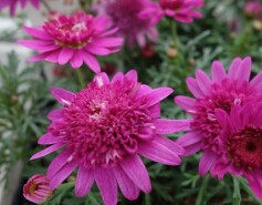 ボンザ®マーガレット