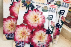 ダリア ‘日傘’