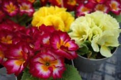 プリムラ・ポリアンサ