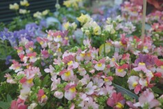 ネメシア　‘シュガービーズ’