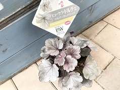 ヒューケラ・ドルチェ‘シルバーガムドロップ’