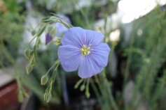 ペレニアルフラックス（宿根アマ）