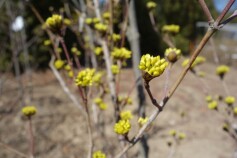 ☆☆明日、苗木売場ＯＰＥＮです☆☆