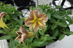 ねこ好きさんにおススメ☆ペチュニア　サフィニアアート とらネコ