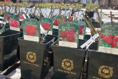 バラ苗販売スタート！