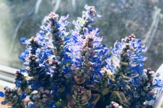 アジュガ ディクシーチップ