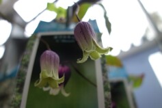 ＊クレマチス入荷しました＊