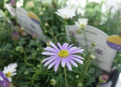 すぐ楽星空マム