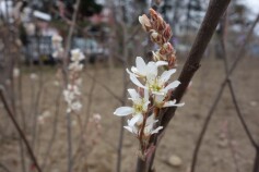 ジューンベリー