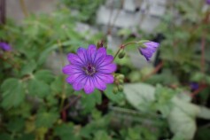 ゲラニューム　‘ビルウォーリス’