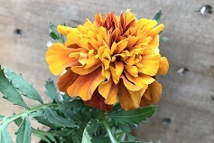 マリーゴールド