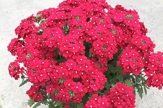 ‘花手毬’～絢（あや）～