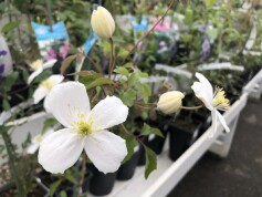 クレマチス　‘白州’