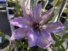 クレマチス　‘東和のカザグルマ　タイプ3’
