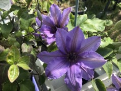 クレマチス　‘ブルーラビン’