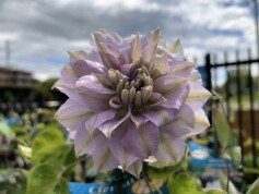 クレマチス　‘ルリオコシ’