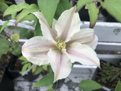 クレマチス　‘スパークリング　ピンク’