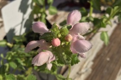 ラミウム‘ピンクパール’