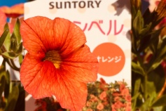 ‘ミリオンベル’ オレンジ