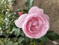 スタッフおすすめ♪強さと美しさをかね備えたバラ①