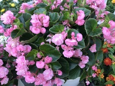 ベゴニア ‘ボンボリーナ’