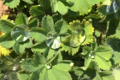 アルケミラモリス