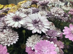 ダブルオステオスペルマム