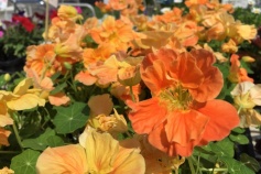 ナスタチューム