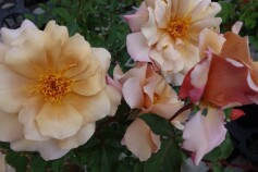 バラ‘ジュリアス　ローズ’