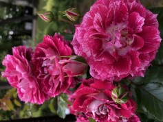 スタッフおすすめ♪強さと美しさをかね備えたバラ③