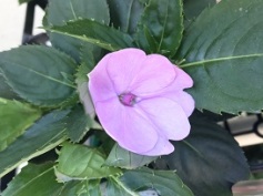 サンパチェンス