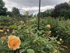 バラ見本園のバラが開花しはじめました☆ミ