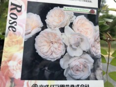 スタッフおすすめ♪強さと美しさをかね備えたバラ④