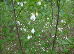 エゴノキ株立ち