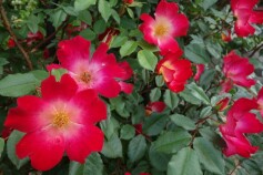 バラ　‘カクテル’