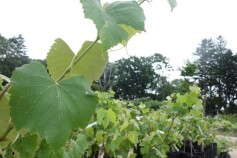 ブドウの苗が充実しています♪