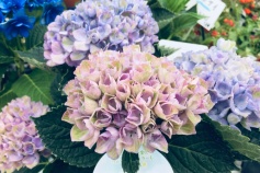 ハイドランジア‘マジカル’