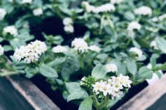 ヘリオトロープ ‘ブライトパール’