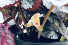 レックスベゴニア