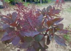 スモークツリー‵グレース′