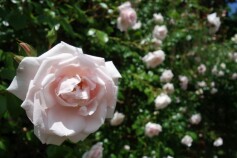 バラ　‘ニュードーン’