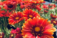 ガイラルディア