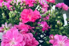 アイビーゼラニウム