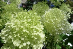 ピラミッドアジサイ