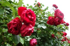 バラ　‘フロレンティーナ’