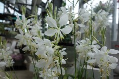 ガウラ　‘ソーホワイト’