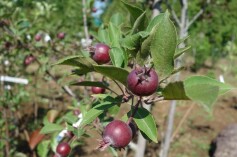 クラブアップル