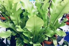 アスプレニウム