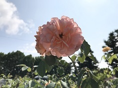 バラ苗‘デイム・ジュディ・デンチ’